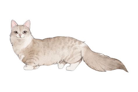Siamese Munchkin Cat 7 Things Owners Need To Know I Discerning Cat