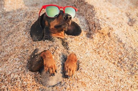 Beach Puns That Are Shore To Make You Laugh Readers Digest