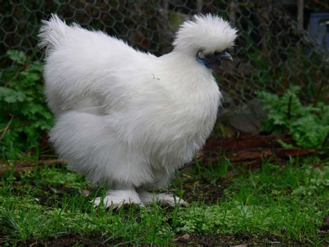 It was developed in new york state in the 1870s, with the original breed type being the silver laced wyandotte. Five Weird and Uncommon Chicken Breeds