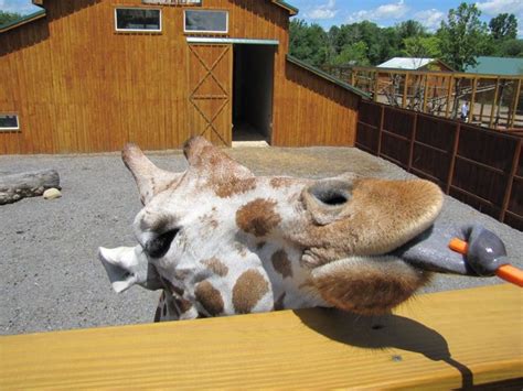 The Wild Animal Park In Chittenango New York Is An Amazing Zoo
