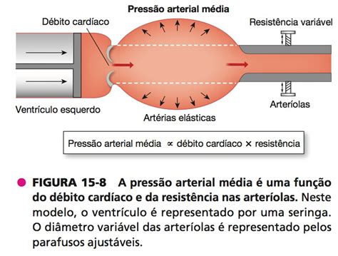 Qual Das Seguintes Alternativas Descreve Corretamente A Pressão Arterial