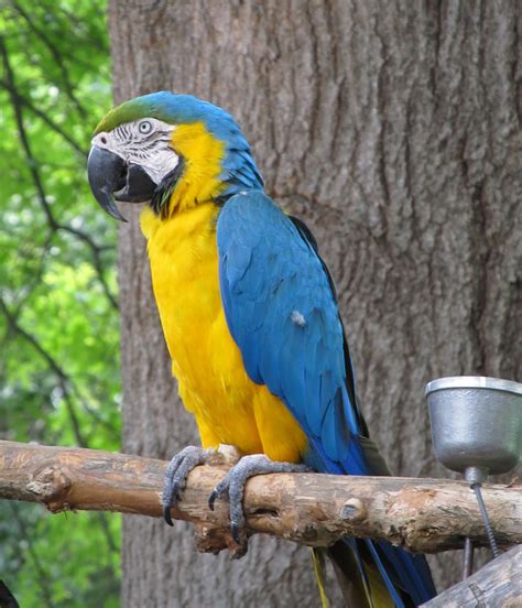 Fotos Gratis Pájaro Mirando Retrato Pico Tropical Azul Vistoso