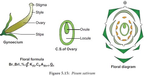 Botanical Description Of Pisum Sativum Pea Plant
