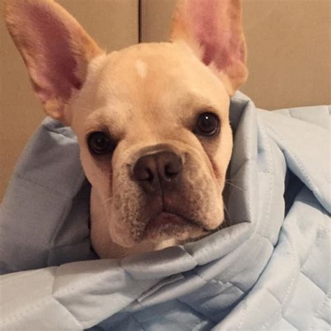 French bulldogs, often called frenchies, look like mini versions of traditional bulldogs, except they have distinct batlike ears. Puppy growth chart Douglas, French bulldog, Male