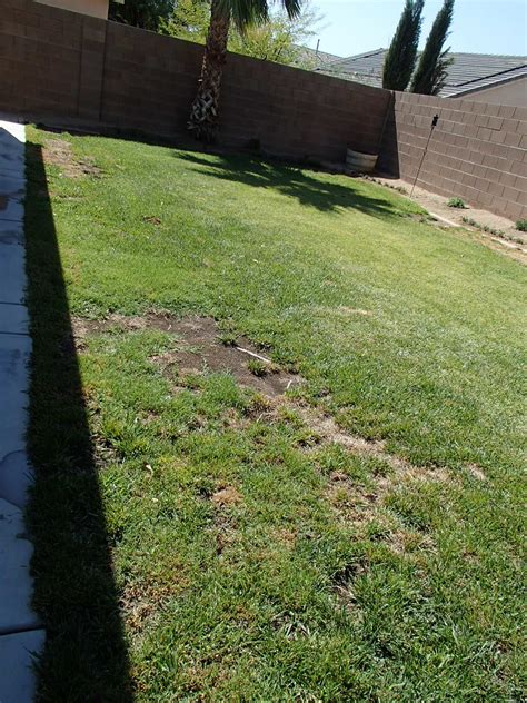 Xtremehorticulture Of The Desert Brown Spots In Lawn Probably Frogeye