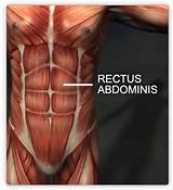 Images of Rectus Abdominis Muscle Exercises