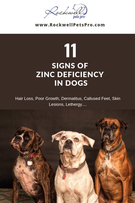 11 Symptoms Of Zinc Deficiency In Dogs You Should Not Ignore Zinc