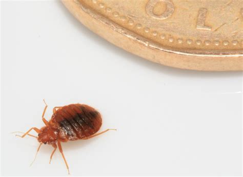 Bed Bugs Forced Woman To Chop Her Hair