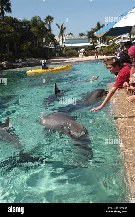 Sea World Dolphin Cove Orlando Florida People Feeding Dolphins Stock