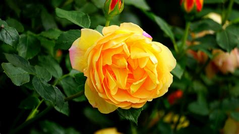 Orange Rose Flower In Bloom During Daytime · Free Stock Photo
