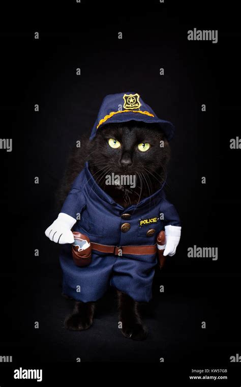 Cat Policeman Hi Res Stock Photography And Images Alamy