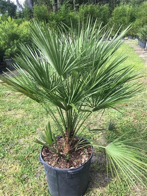 Chamaerops Humilis European Fan Palm Mediterranean Fan Palm Plantvine