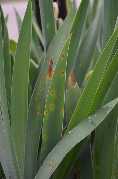 Iris Leaf Spot Is Active K State Turf And Landscape Blog