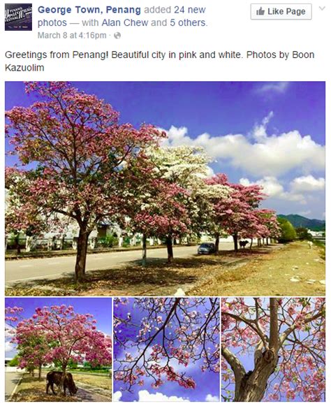 Bunga sakura dikenal sebagai salah satu simbol negara jepang. Zamani 84: 'Musim' Bunga 2015 Di Malaysia Serentak Dengan ...