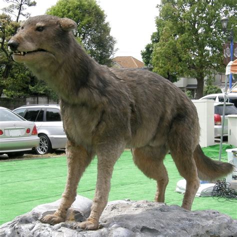 Japanese Wolf Facts Habitat Diet Fossils Pictures