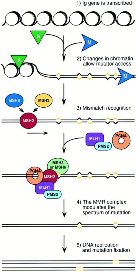 Somatic Hypermutation Transcription And Dna Mismatch Repair Cell