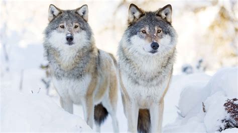 Последние твиты от wolves (@wolves). Wolf Pups Killed on Road Became Used to Humans, Officials ...