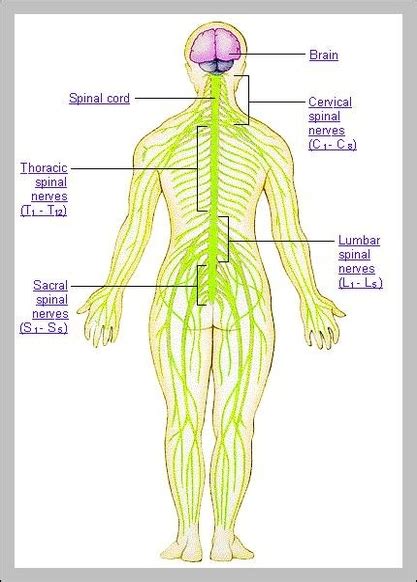 Human Body Nerves Anatomy System Human Body Anatomy Diagram And