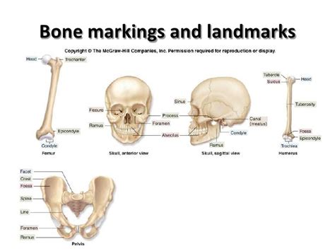 Apa1313 Anatomy Bone Marking And Formations Diagram Quizlet