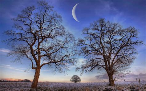 Trees Under New Moon Winter Macbook Air Wallpaper Download