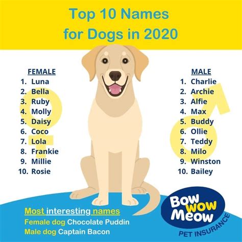Dog Names Bow Wow Meow Pet Insurance