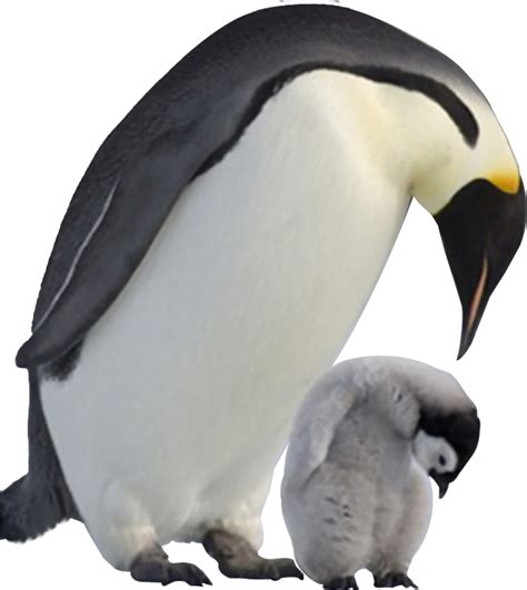 الوقوف King Penguin Png Png All