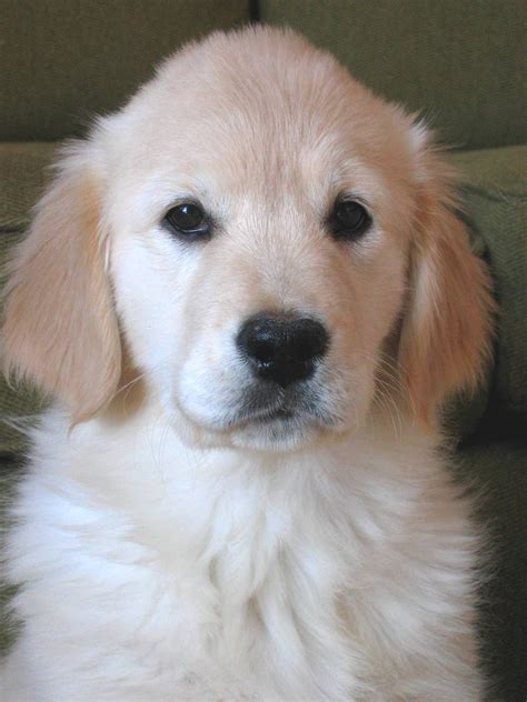 Free Golden Retriever Puppy 1 Stock Photo