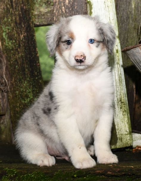 They will need their shots. Puppies for Sale | Australian shepherd puppies, Puppies ...