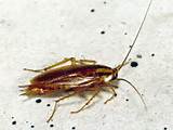 Images of Light Brown Cockroach
