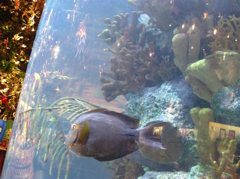 Animal Kingdom Rainforest Cafe Fish Tank Rvajeweler Flickr