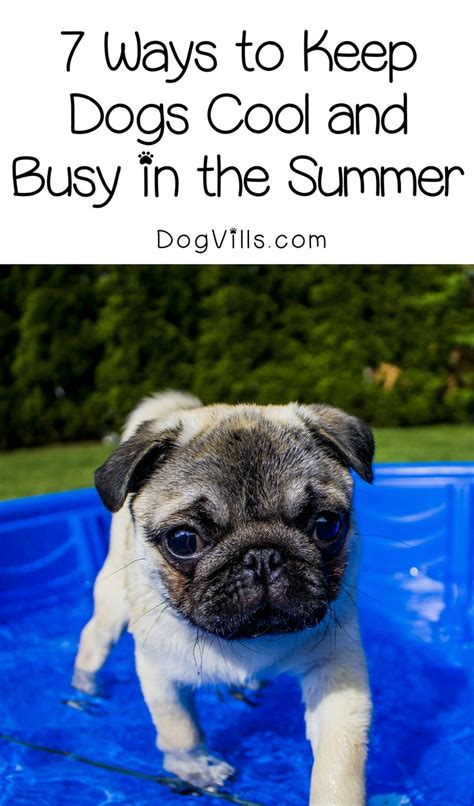 7 Ways To Keep Dogs Cool And Busy In The Summer