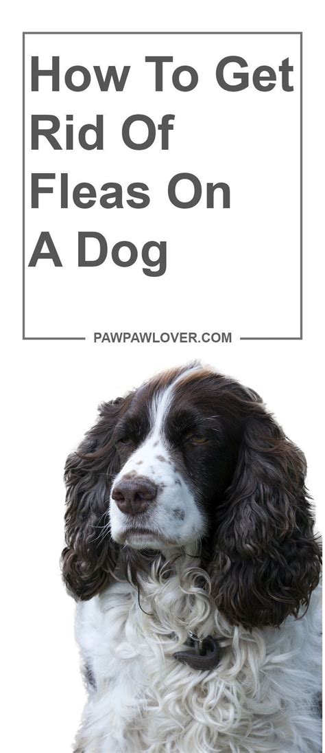 If you suspect your dog might have fleas. How To Get Rid Of Fleas On A Dog - 11 Effective Ways To ...