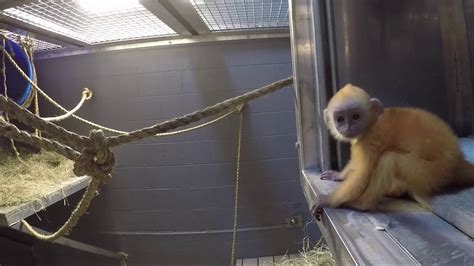 Help Us Name The Baby Silvered Leaf Langur At Zoo Knoxville Youtube