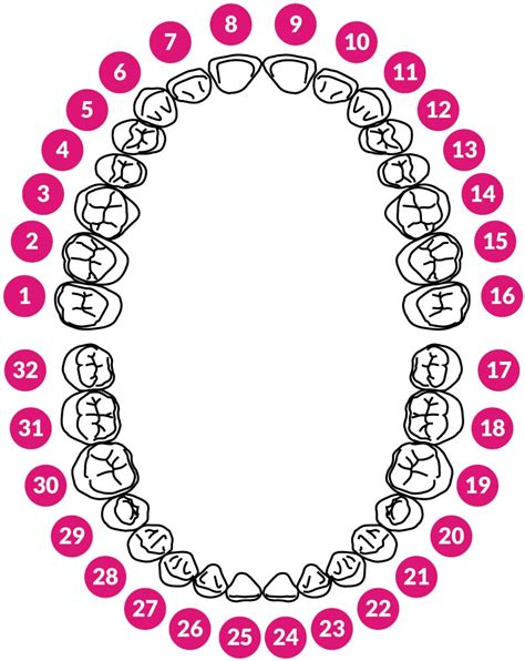 Dental Chart Pnk Infinity Wellness Center
