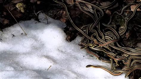 Snakes In Snow Youtube