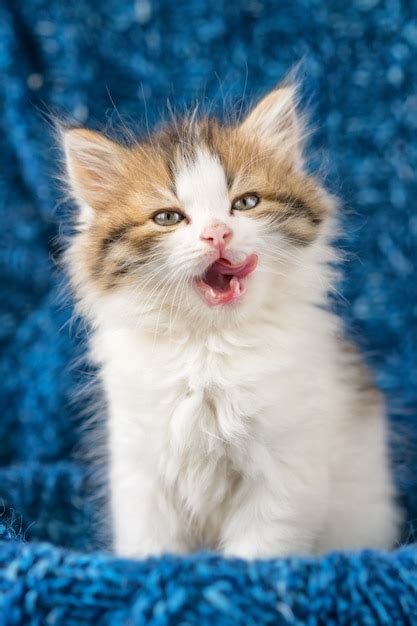 Premium Photo Portrait Of A Cute Fluffy Kitten Licked