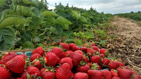 11 Places For The Best Strawberry Picking In Florida Fruit Picking