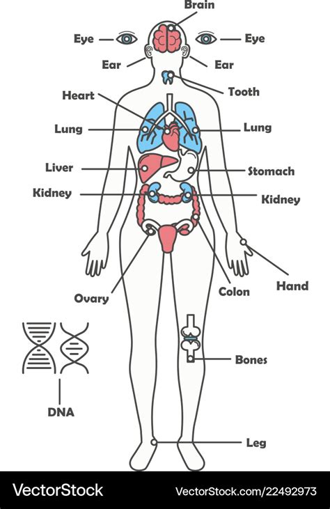female human anatomy body internal organs vector image