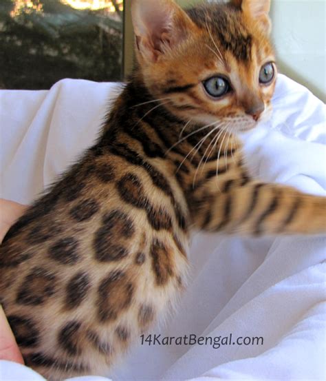 We take great pride in our breeding programs and the development of their personality! Bengal Kittens for Sale, Healthy, Top Quality Bengal ...
