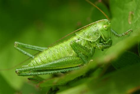 Cricket green in south park style. Green Bush Cricket l Awesome Insect - Our Breathing Planet