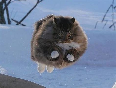 Purrfectly Timed Hover Cats Pictures Hover Cat Silly Cats Pictures