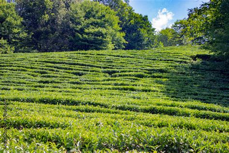 Tea Plantation Beautiful Green Sunny Landscape Tea Bushes Are Planted