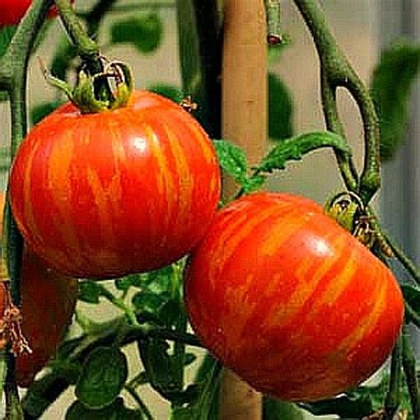 Mr Stripey Heirloom Tomato 15 Seeds Non Gmo Extra Early