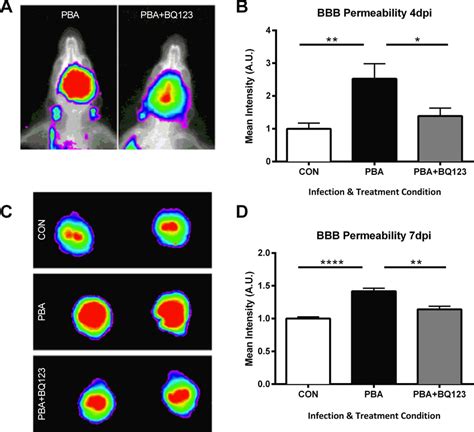 Administration Of Bq Inhibits Vascular Leakage In Pba Infected