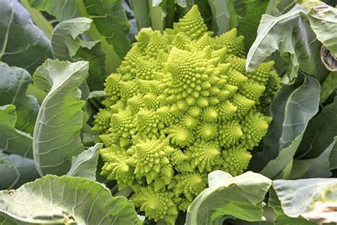 The 10 Best Broccoli Varieties To Grow At Home Gardeners Path