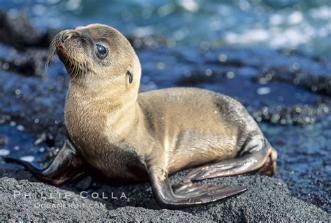 Sea Lion Baby With Images Galapagos Sea Lion Sea Lion Baby Sea Lion