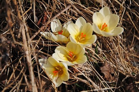 Crocus Spring Flowers Free Photo On Pixabay Pixabay