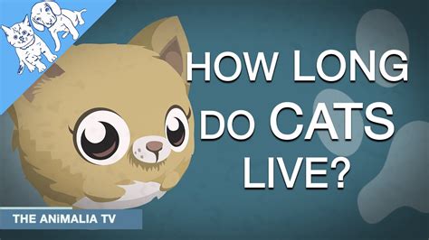 Michel explains that cats tend to live a bit longer than dogs. How Long Do Cats Live? Explained. - YouTube