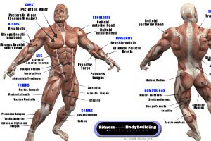 I will also include a brief description, what muscles the equipment targets and other stuff you should know. Gym Posters | Poster Template