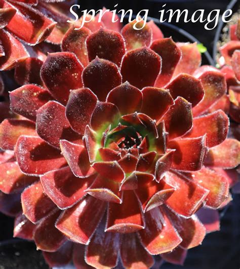 Sempervivum Strawberry Vale Darcy And Everest